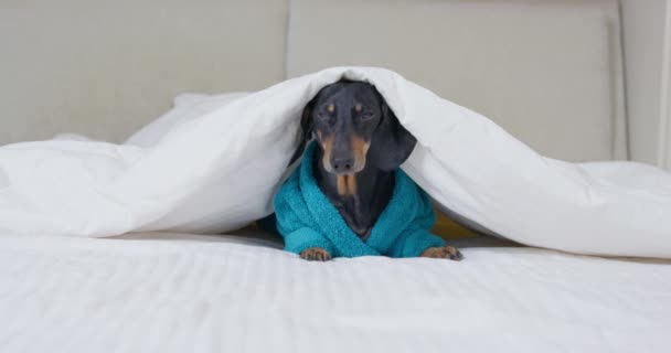 Negro dachshund en terry albornoz se encuentra en la cama debajo de la manta — Vídeos de Stock