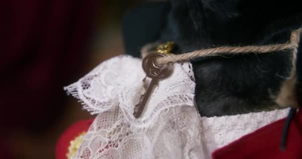 Key hangs on collar of black dachshund dressed as pirate — Stock Video