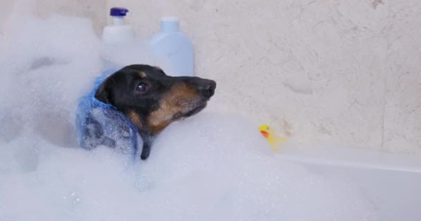 Dachshund dog sits in bathtub with warm water and bubbles — Stock Video