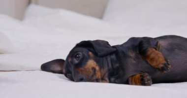 Sahibi siyah dachshund yastıklara karşı yatakta yatıyor.