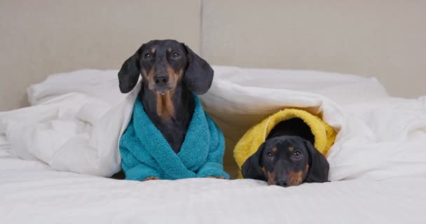 Dachshund cães em roupões de banho terry sentar sob cobertor na cama — Vídeo de Stock