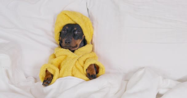 Dachshund em roupão terry e com toalha relaxa na cama — Vídeo de Stock