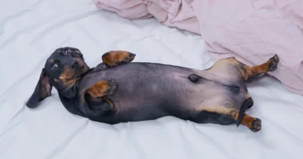 Dachshund szczeniak relaksuje się leżąc na plecach w pobliżu ciepłego koca — Wideo stockowe