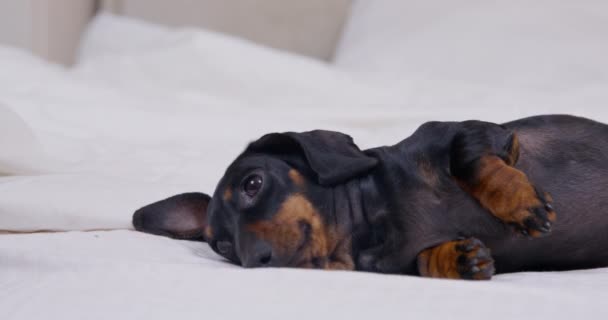 Proprietario animali domestici bassotto nero sdraiato sul letto contro cuscini — Video Stock