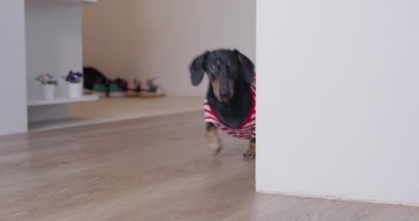 Dachshund chien habillé en t-shirt rayé court dans la pièce — Video