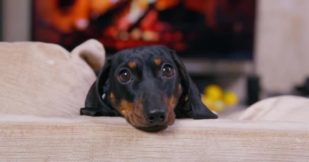 Filhote de cachorro senta-se no sofá contra a lareira com madeira queimada — Vídeo de Stock