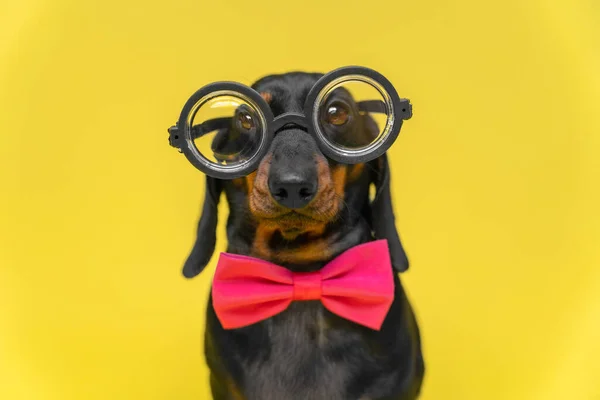 Porträt eines lustigen Dackelwelpen mit albernem Blick, mit pinkfarbener Fliege und altmodischer Brille zur Sehkorrektur mit runden dicken Gläsern, Vorderansicht, gelbem Hintergrund, Kopierraum und Werbung. Stockbild
