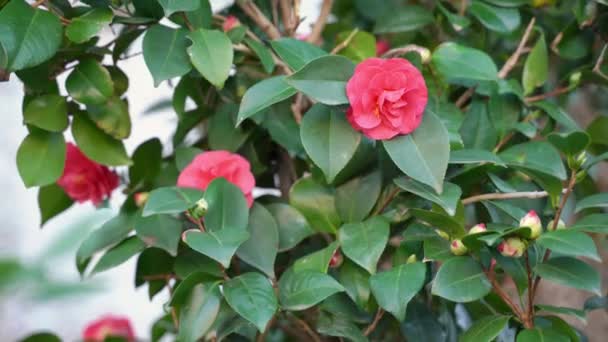 Hermosas Flores Camelia Color Rosa Oscuro Brotes Aún Abiertos Las — Vídeos de Stock