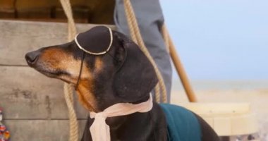 Korsan gibi giyinmiş, göz bandı takmış sevimli siyah dachshund arkadaşı bulutlu havada okyanus tarafından enkazdan sonra havlayarak sahilde oturur.