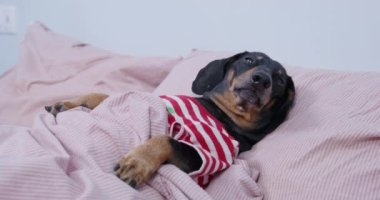 Uykulu siyah ve kızıl saçlı dachshund köpeği kırmızı ve beyaz çizgili gömlek giymiş yumuşak yastıkla örtülü