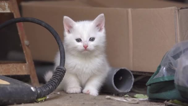 ゴミ箱や段ボール箱の中に隠れていた貧しいふわふわの白いホームレスの子猫 フロントビュー 野良猫は空腹で震えている 赤ちゃん猫は母親や新しい所有者を待っています — ストック動画