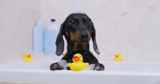 Siyah Kürklü Dachshund Köpeği Sarı Renkli Plastik Ördekler Kalın Köpüklerle — Stok video