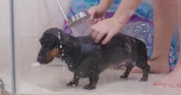 Mężczyzna Właściciel Stoi Boso Pod Prysznicem Myje Czarny Jamnik Pies — Wideo stockowe