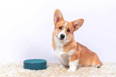 Galli Corgi Pembroke ya da hırka köpek yavrusu boş seramik kasenin yanındaki yumuşak kabarık halının üzerinde oturuyor ve sabırla beslenmeyi bekliyor ya da evcil hayvan zaten her şeyi yemiş ve ekstra porsiyon istiyor..