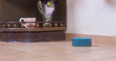 Kişi, içi kuru granüllü evcil hayvan mamasıyla dolu iki seramik kase koyar ve aç dachshund köpekleri açgözlülükle yemek için kaselere yaklaşır. Bazı köpek türleri için özel beslenme