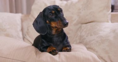 Siyah dachshund koltuk yastıklarında yatan sahibine bakar.