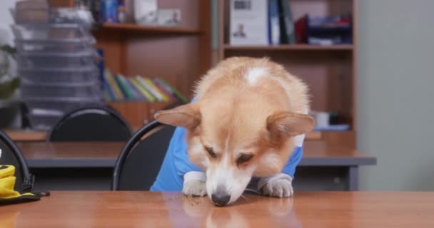 Corgi zjada psie smakołyki z drewnianego stołu siedzącego w klasie — Wideo stockowe