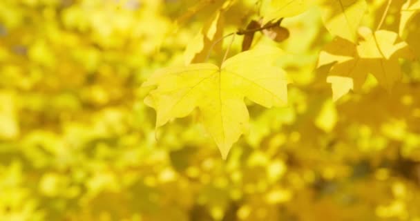 Leuchtend gelbe Ahornblätter, die von der trüben Herbstsonne angestrahlt werden, schwanken leicht, aber der Wind wird stärker und Laub mit Zweigen beginnt stark im Wind zu flattern.. — Stockvideo