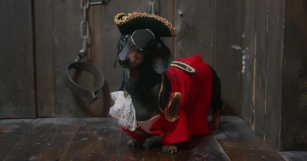 Funny dachshund dressed in pirates outfit in wooden cabin — Stock Video