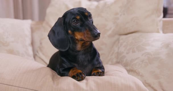 Το μαύρο dachshund κοιτάζει τον ιδιοκτήτη ξαπλωμένο σε μαξιλάρια καναπέ — Αρχείο Βίντεο