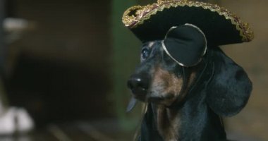 Siyah dachshund şapkası ve göz bandı ile başka yere bakıyor.