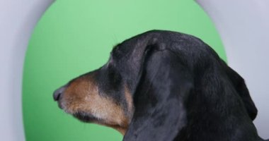 Uçakta oturan ve faiziyle pencereden dışarı bakan komik dachshund köpeğinin portresi, stüdyo çekimi, kapat. Pencerenin dışına bakmak yerine, kromakey var..