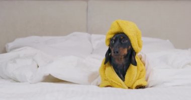 Kafasına havlu sarılmış bornozlu siyah dachshund.