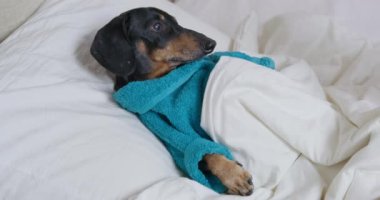Bornozlu siyah dachshund sıcak battaniyenin altında yastıkta dinleniyor.
