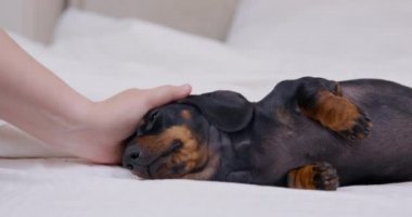 Sevimli yorgun dachshund köpeği yatakta uzanıyor ve yatak odasında dinleniyor ya da köpek dostu otel odasında, yan manzara, yakın çekim. Sahibi sevgili uykucu evcil hayvanı okşar..