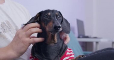 Çizgili tişörtlü sevimli dachshund köpeği sakince sahibinin kucağında uzanırken boynunu ve sırtını kaşır, kapat. İnsan ve hayvan birlikte vakit geçirmekten hoşlanırlar..