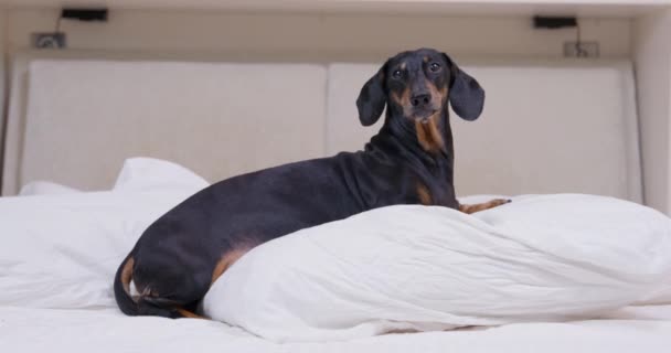 Precioso cachorro dachshund está acostado sobre una gran almohada suave entre las mantas en el dormitorio en casa o en la habitación de hotel amigable para perros, vista frontal. Mascota se encuentra impresionantemente en la cama como un rey. Criar un perro. — Vídeo de stock