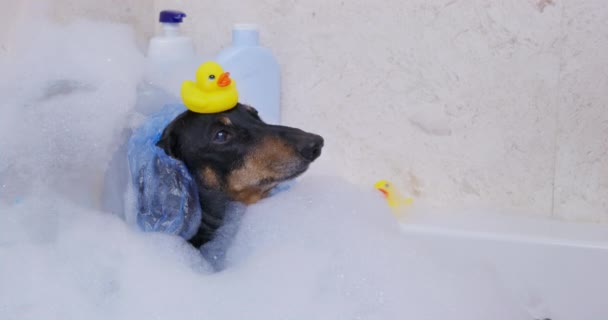 Dachshund preto banha na banheira com água morna e bolhas — Vídeo de Stock