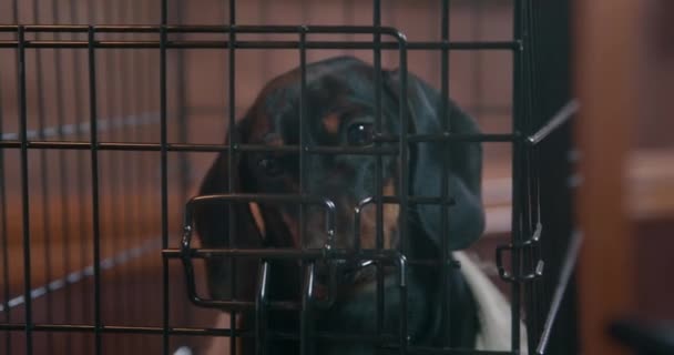 Μαύρο dachshund κάθεται σε σιδερένιο κλουβί στην καμπίνα του πειρατικού πλοίου — Αρχείο Βίντεο
