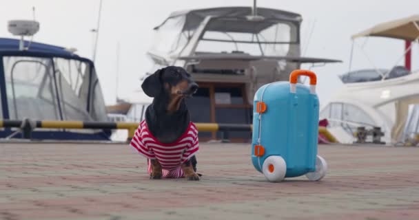 Divertido perro salchicha en camiseta rayada obedientemente se sienta en el terraplén, vigilando el equipaje en las ruedas y esperando al propietario, luego sale violando la ejecución del comando. — Vídeo de stock