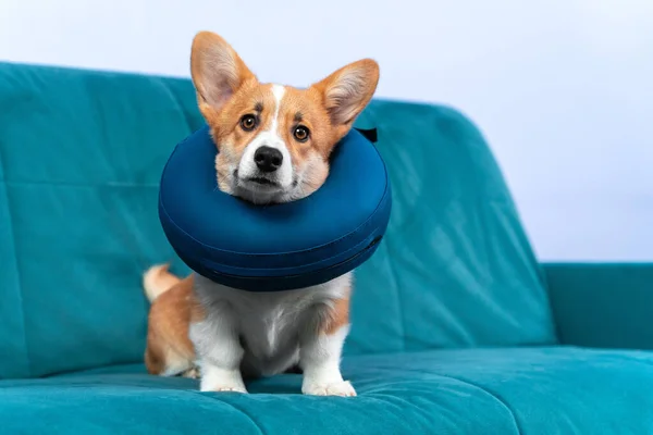 Galli Corgi Pembroke ya da boynunda koruyucu şişirilebilir tasma olan hırka köpek yavrusu ya da kaplamasının içinde köpük yastık. Hasta köpek itaatkar bir şekilde kanepede oturur. Ameliyattan sonra rehabilitasyon için gerekli ekipman.