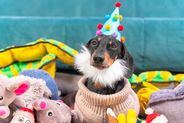 Portræt af dejlig gravhund i varm strikket sweater, med falsk skæg og i festlig hat, der sidder blandt udstoppede legetøj til hjemmefødselsdagsfest, forside. Royaltyfrie stock-fotos