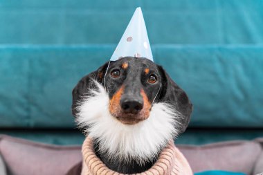 Sıcak örgü süveter, şenlik şapkası ve sahte kürk sakal giyen yetişkin bir köpek portresi. Bugün doğum günü olduğu için evcil hayvan üzgün, ama yaşlanmak istemiyor..