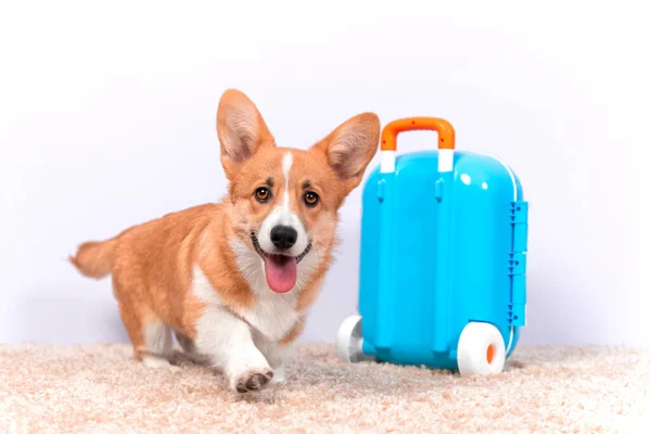 Lachende Welsh corgi Pembroke of vest puppy heeft bereid koffer op wielen om te gaan op een reis, het is al op zoek naar leuke avonturen, front view, kopieerruimte. Reizen met huisdier. — Stockfoto