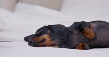 Dachshund köpek yavrusu yastık ve battaniye yığınının yanında yatar.