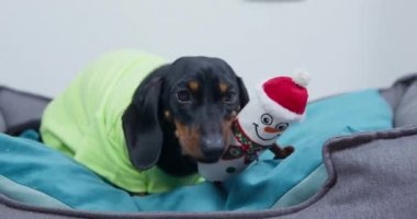 Siyah dachshund köpek yatağında oturur ve oyuncak çiğner.