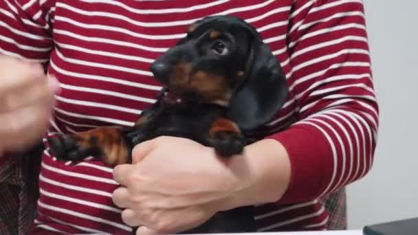 Owner holds active and impish dachshund puppy in her arms and corrects its ear, while pet tries to bite owner and play, but then quickly and obediently calms down on command. — Stock Video