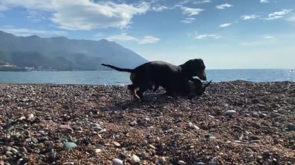 Dva legrační aktivní jezevčíci si hrají na oblázkové pláži za teplého slunečného dne, dohánějí a vtipkují jeden na druhého, hory a moře na pozadí. — Stock video