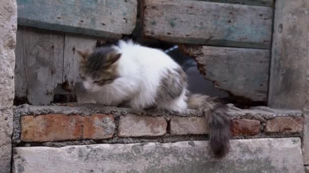Hungry fluffy homeless cat is eating dry pet food and warily looking around at construction site, side view. Volunteers or sympathetic people fed a stray hungry animal. — Stock Video