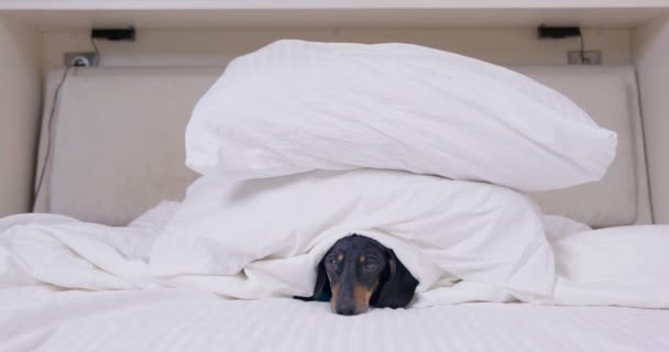 Sleepy dachshund puppy lies on bed under large pillows — Stock Video