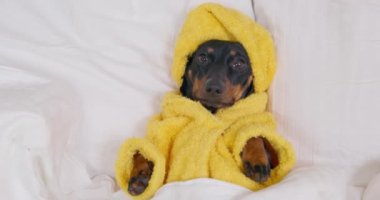 Sarı bornozlu komik bir köpek yavrusu ve kafasında sarık bir havluyla, üst manzara, yakın çekim. Sevimli evcil hayvan sıcak bir banyodan sonra yatağında yatıyor ve uyuyacak..