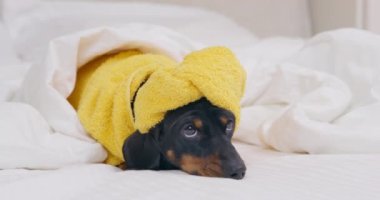 Terry bornozlu, başını havluyla sarmalamış sevimli dachshund köpeği portresi. Büyük bir ailede sırasını beklemekten bıktığı için yalan söylüyor ve sıkılıyor..