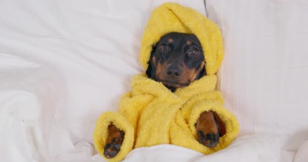 Cachorro salchicha divertido en bata de rizo amarillo y con toalla envuelta alrededor de su cabeza como un turbante, vista superior, de cerca. Preciosa mascota está acostada en la cama después de un baño caliente y se va a dormir. — Vídeo de stock