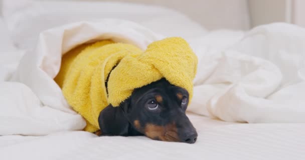 Ritratto di adorabile cucciolo di bassotto in accappatoio di spugna e con asciugamano avvolto intorno alla testa, che è sdraiato e annoiato perché è stanco di aspettare il suo turno in bagno in una grande famiglia. — Video Stock