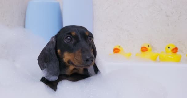 Dachshund dog enjoys warm water and bubbles in bathtub — Stock Video