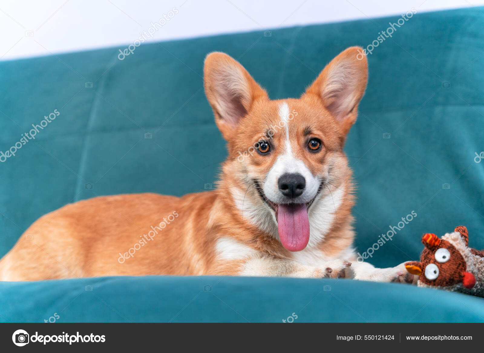 Smiling and Fluffy Corgi Bathroom Rug